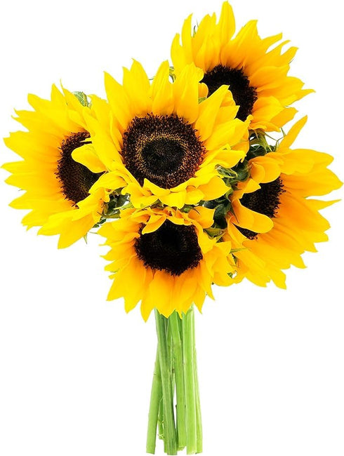 KaBloom Flowers - Bluehill Collection - 5 Sunflower - Gift for Birthday,