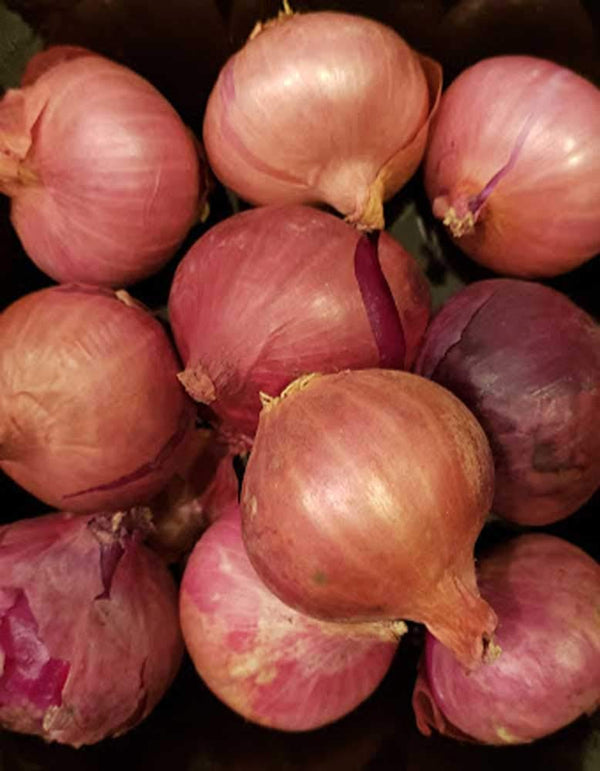 TastePadThai Fresh Shallots 2 Lbs. Produce of USA