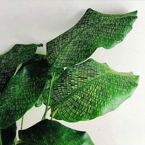 3 4 Inch Calathea Musaica Network Prayer Plant - Live Plants in Pots - Calathea Musaica - Beautiful and Elegant Indoor