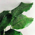 3 4 Inch Calathea Musaica Network Prayer Plant - Live Plants in Pots - Calathea Musaica - Beautiful and Elegant Indoor