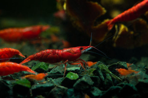 Generic 20+ High Grade Fire Red Cherry Shrimps Neocaridina Live Freshwater Shrimp Aquarium Inverts High-Grade Cherry