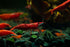 Generic 20+ High Grade Fire Red Cherry Shrimps Neocaridina Live Freshwater Shrimp Aquarium Inverts High-Grade Cherry