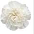 50 FlowerPrime White Carnations - Fresh Natural Cut Flowers
