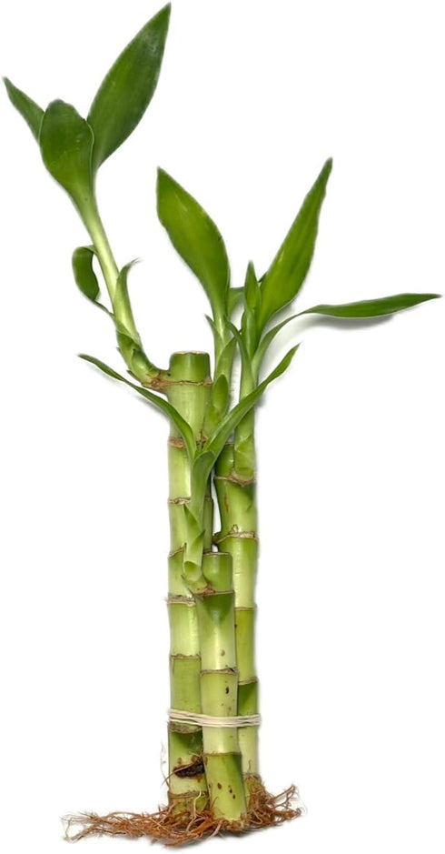 Generic Twisted Bamboo - 3 Stalk Live Lucky Bamboo Plant (1x - 6"