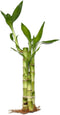 Generic Twisted Bamboo - 3 Stalk Live Lucky Bamboo Plant (1x - 6"