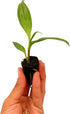 2-4" 1ct ragnaroc Spathoglottis Mello Yellow (Ground Orchid) Live Plant for Indoor Outdoor Use, Garden & Landscaping
