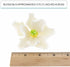 3 Count Global Sugar Art Magnolia Blossom Sugar Cake Flowers, White, Large, by Chef Alan Tetreault