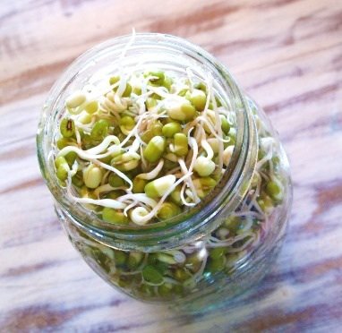 8 Oz Country Mung Bean Sprouting Seed- - Creek Brand - Dried Mung Beans for Sprouts, Garden Planting, Chinese & Asian