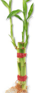 Lucky Indoor Bamboo for Happiness, Wealth and Longevity - 3 Live Plants
