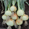 alias Craig onions Seed (500)Organic, Long Day-Plant Spring or fall !