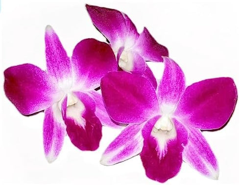 50 Kejora Fresh Loose Purple Dendrobium Orchid Blossoms ct - for DIY Lei, food & drink decoration