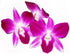 50 Kejora Fresh Loose Purple Dendrobium Orchid Blossoms ct - for DIY Lei, food & drink decoration