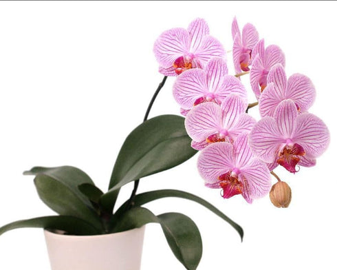 Generic Premium Purple Live Orchid Plant Blooming in 3.5" Blue & White Orchid