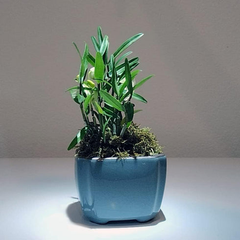Den. Huoshan Mizhu Dendrobium Huoshan Mizhu Mini Bonsai with Purple Sand Pot