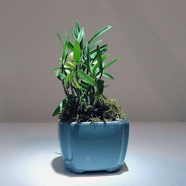 Den. Huoshan Mizhu Dendrobium Huoshan Mizhu Mini Bonsai with Purple Sand Pot