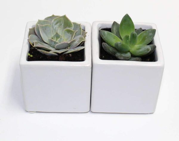 Athena's Garden A Set of 2 Live Succulents 2" in White Square Pots 3"