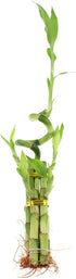5-Stalk Live Lucky Bamboo Arrangement with Spiral Stalk - Live Indoor Bamboo