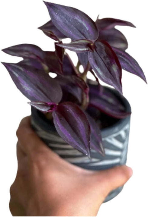 Generic 4" PLANTVERS Purple Jew Live Plant in a Nursery Pot - Low Light Air Purifier - Low Maintenance Houseplant Gift