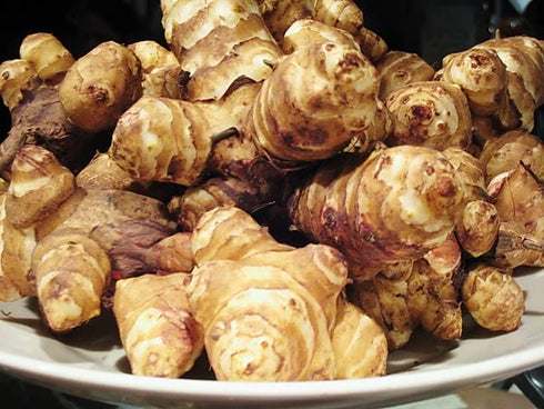 Greenhouse PCA Jerusalem Artichoke Root, Fresh Heirloom Sunchokes
