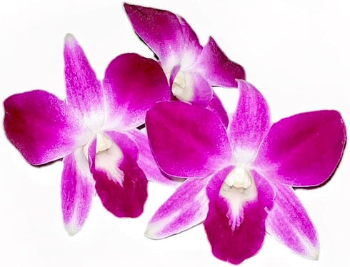 Generic 100 pack 2x50 Count packs Purple Dendrobium Fresh Cut Orchids or for Lei and Food Decorations (Red Sonia)