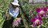 (10 Sunne Tropical OrchidClub USA Fresh Cut Flowers Orchids Stems Dendro PURPLE)