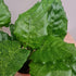 3 4 Inch Calathea Musaica Network Prayer Plant - Live Plants in Pots - Calathea Musaica - Beautiful and Elegant Indoor