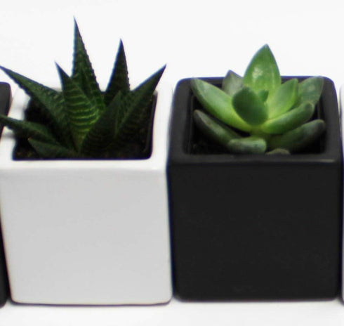 Athena's Garden A Set of 2 Succulents 2" in Black & White Square Pots
