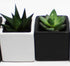 Athena's Garden A Set of 2 Succulents 2" in Black & White Square Pots