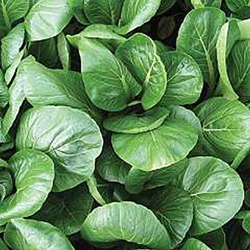 Komatsuna Oriental Mustard Spinach -stir-Fried, Pickled, Boiled-Great Taste(100 - Seeds)