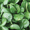 Komatsuna Oriental Mustard Spinach -stir-Fried, Pickled, Boiled-Great Taste(100 - Seeds)