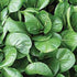 Komatsuna Oriental Mustard Spinach -stir-Fried, Pickled, Boiled-Great Taste(100 - Seeds)