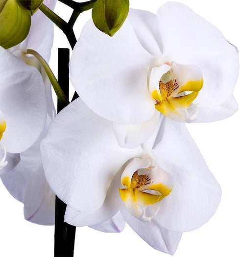5 DecoBlooms Premium Pearl Orchid Live Indoor Plant (Modern Pot Included) Grown in the USA - Fresh Flowering Home Decor