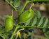 5 Food to Live Organic Red Lentil Flour, Pounds Non-GMO, Finely Ground, Pure, Raw, Vegan, Keto, Bulk, Baking Flour