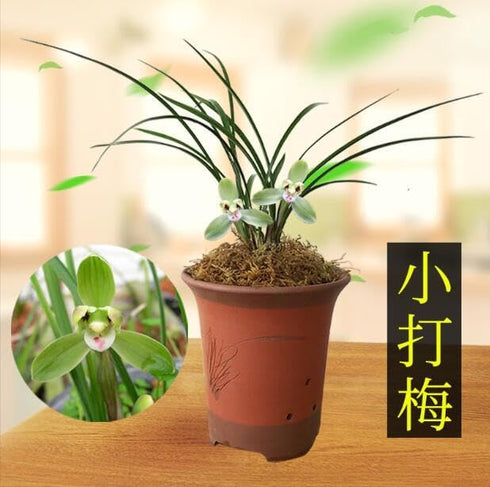Easy Care Live Cymbidium Orchids - Air Purifying Houseplants