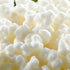 Generic Spartan Live Milk Kefir Grains - Organic Probiotic Starter Culture (1 TBSP)