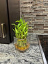 Generic Two Layer Live Luck Bamboo Indoor House Plant in Glass Vase, Live Lucky Bamboo Plant, Dracaena sanderiana, Feng