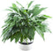 Large Purifying Peace Lily in 6 inch Pot - Fall Collection -