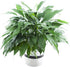 Large Purifying Peace Lily in 6 inch Pot - Fall Collection -