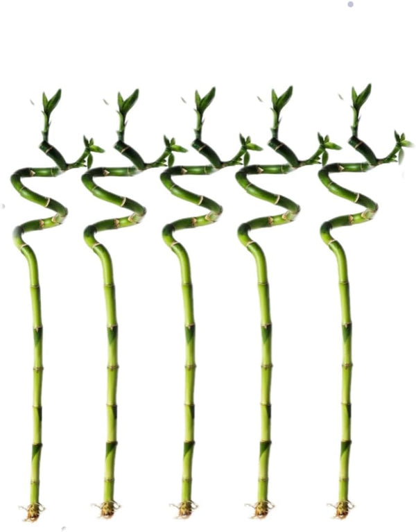 Generic 5 Stalks of 18 Inch Spiral Lucky Bamboo with one Free Bottle