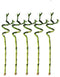 Generic 5 Stalks of 18 Inch Spiral Lucky Bamboo with one Free Bottle