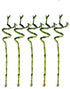 Generic 5 Stalks of 18 Inch Spiral Lucky Bamboo with one Free Bottle