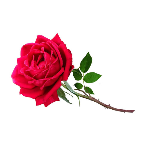 OliveNation Pure Rose Extract - 4 ounces - Premium Quality Flavoring Extract for Baking
