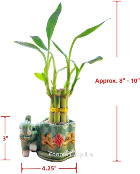 Generic Coop & Harp Small Lucky Bamboo Live Indoor Plant with Ceramic Vase, Live Indoor Lucky Bamboo for Home, Office