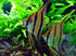 Aquatic Foods Inc. 5oz. Community 5oz Mysis Shrimp, Freeze Dried Mysis Shrimp & Bits for All Tropicals, Saltwater