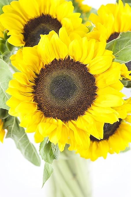 10 KaBloom - Sunflower Bouquet: Bright Yellow Sunflowers with Vase - Fresh Flowers for Birthday, Valentine's & Mother's