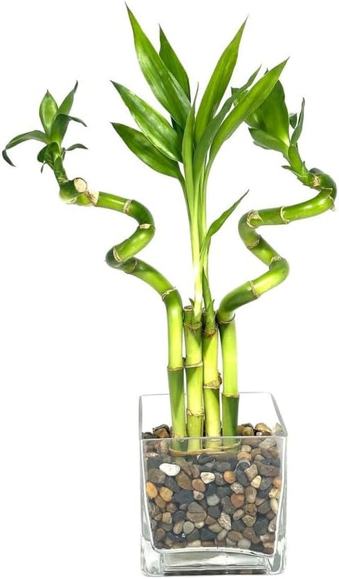 Generic Indoor Live Lucky Bamboo Arrangement- 4 stalks (2) 6 Straight & (2)