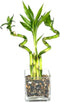 Generic Indoor Live Lucky Bamboo Arrangement- 4 stalks (2) 6 Straight & (2)