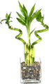Generic Indoor Live Lucky Bamboo Arrangement- 4 stalks (2) 6 Straight & (2)