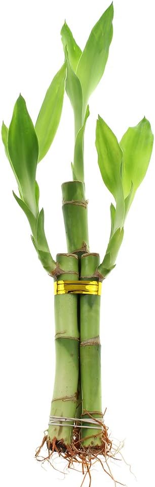 NW Wholesaler - 3 Stalk Live Lucky Bamboo Plant (1x - 6"