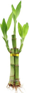 NW Wholesaler - 3 Stalk Live Lucky Bamboo Plant (1x - 6"